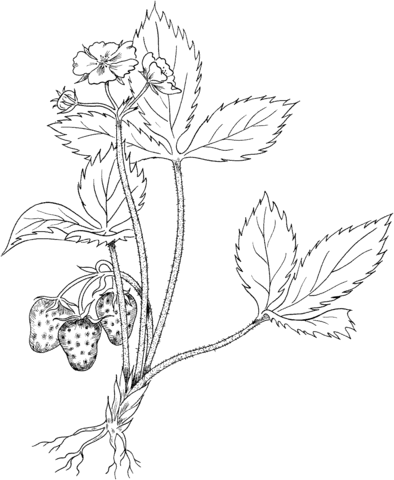 Virginia Strawberry Or Wild Strawberry Coloring Page